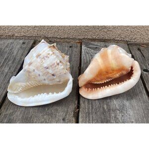 1 Horned Helmet Shell 1 Red Helmet Shell (BS10)